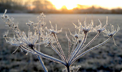 Eiskristalle in der Morgensonne