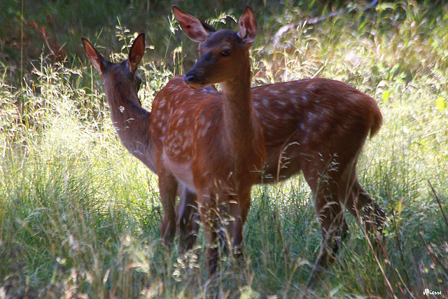 Faons de biche