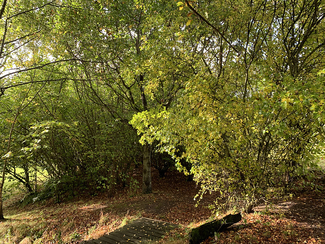 Autumn colours by the pond in a rare burst of sunshine!