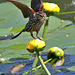 Lady Red-winged Blackbird / madame carouge à épaulettes