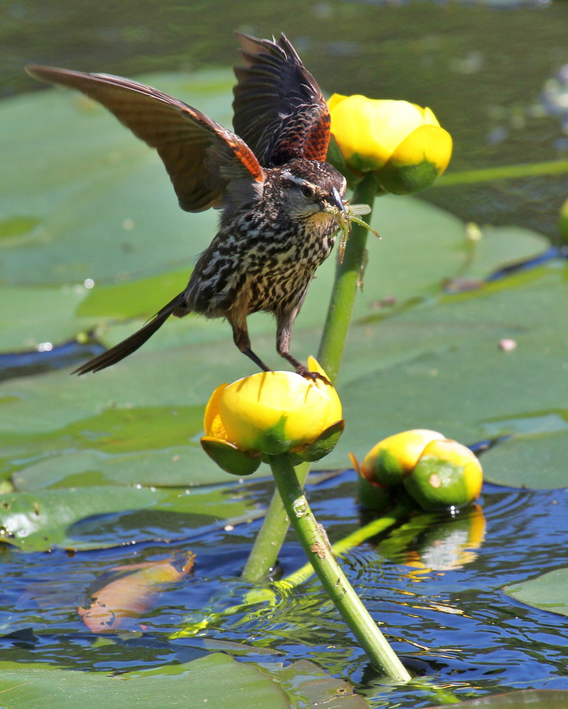 Lady Red-winged Blackbird / madame carouge à épaulettes