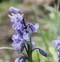 EF7A2838BlueBells