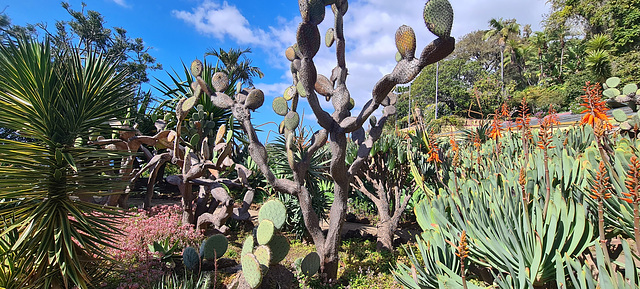 Madeira Botanical Garden