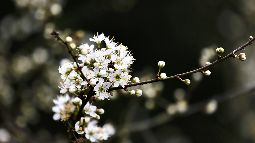 Prunellier en fleur