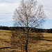 20250405_Wanderung um Benneckenstein