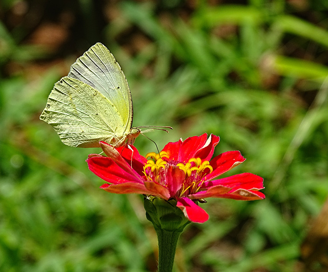 Mexican Yellow (Eurema mexicana) on a Zinnia