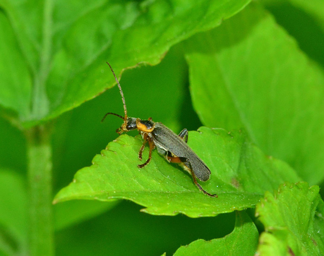 Soldier Beetle