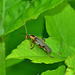 Soldier Beetle