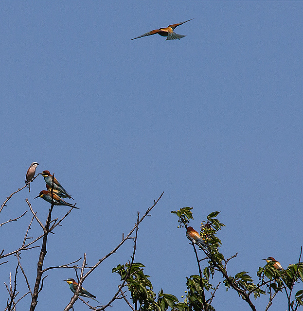 20170516 2985VRTw [A] Neuntöter (Lanius collurio), Bienenfresser (Merops apiaster), Neusiedler See, [Oslib-Rust]