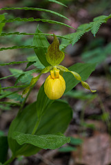 Cypripedium parviflorum variety pubescens (Large Yellow Lady'-slipper orchid)