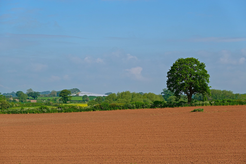 Early summer sun