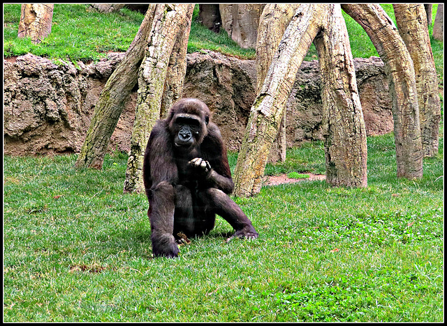 Biopark Valencia, 36