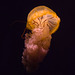 IMG 5126 Jellyfish