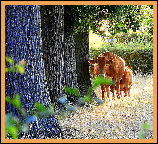 Hide and Seek