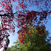 Autumn colour at Attingham Park