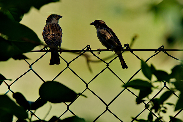 Fence flirting - Anbaggern am Zaun - HFF!