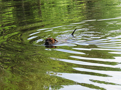 Rosie swimming in the pond