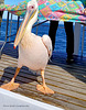 a pretty visitor on the catamaran