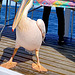 a pretty visitor on the catamaran