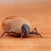 Deer Tick