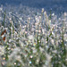 Väterchen Frost war hier