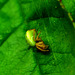 Orb Web Spider. Araniella Cucurbitina