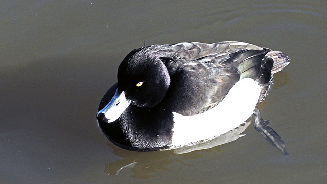 Tufted Duck