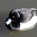 Tufted Duck