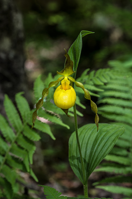 Cypripedium parviflorum variety pubescens (Large Yellow Lady'-slipper orchid)