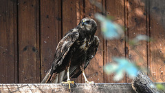 20181021 4305CPw [D~HF] Rohrweihe (Circus aerugiinosus), Tierpark Herford