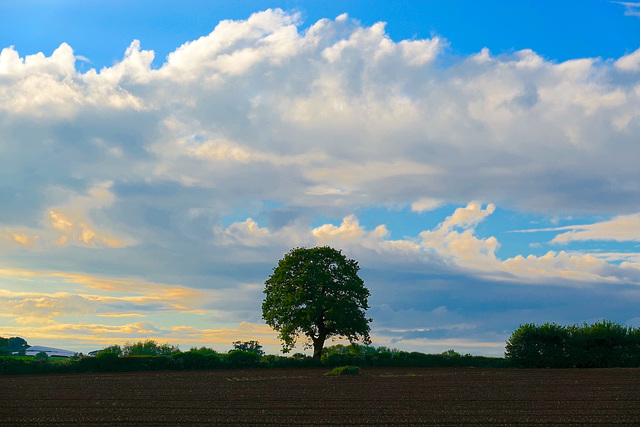 Evening sky