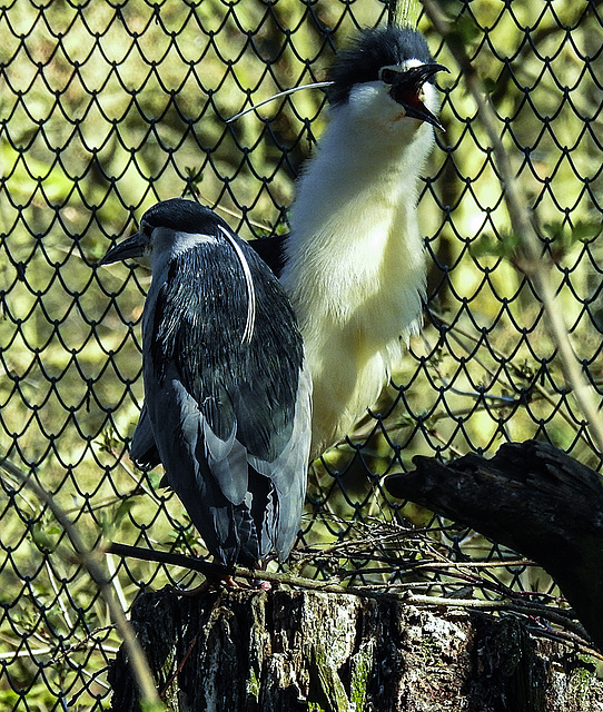 20200312 6643CPw [D~BI] Nachtreiher, Tierpark Olderdissen, Bielefeld