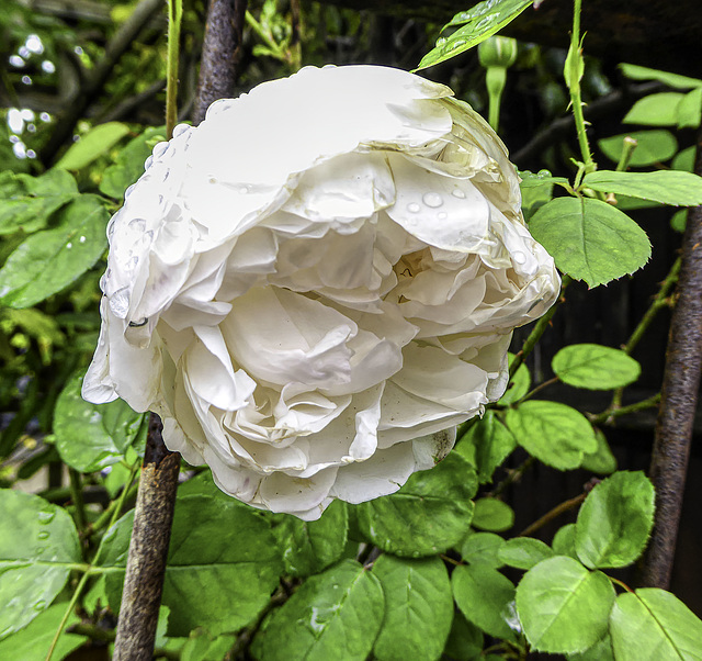 White rose in the rain