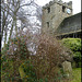 November blossom in the churchyard