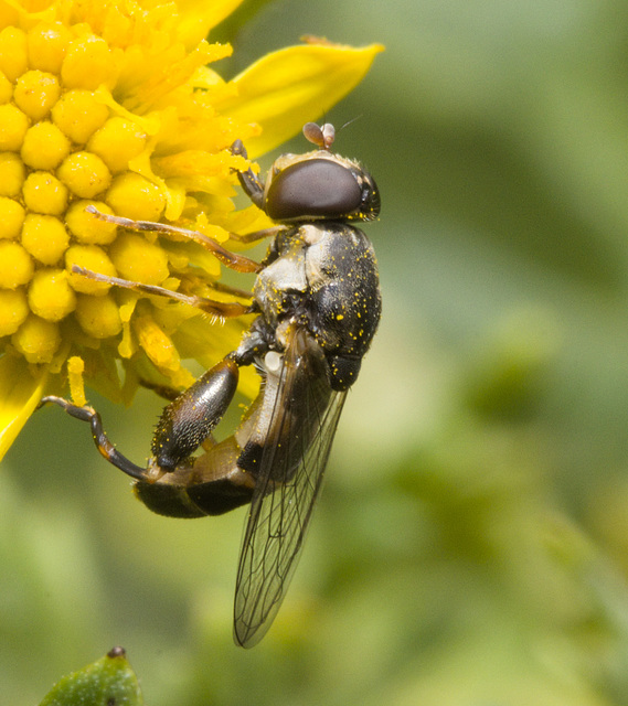 IMG 0706 Hoverfly