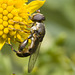 IMG 0706 Hoverfly