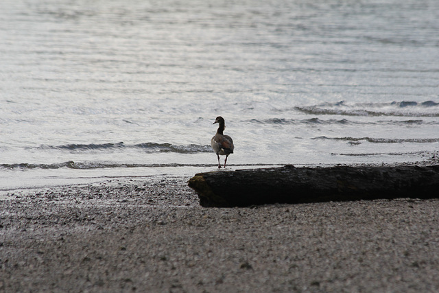 Nilgans am Rhein