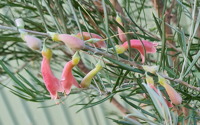 Eremophila