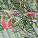 Eremophila