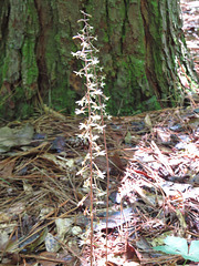 Tipularia discolor