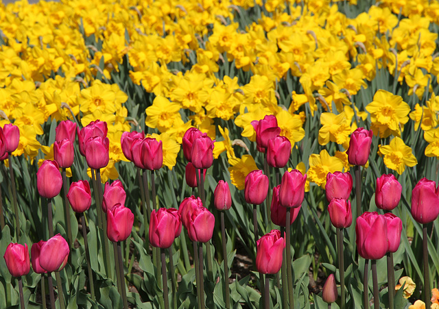 Tulpen und Narzissen