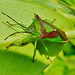 Hawthorn Shield Bug