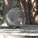 Grey Squirrel