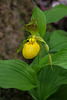 Cypripedium parviflorum variety pubescens (Large Yellow Lady'-slipper orchid)