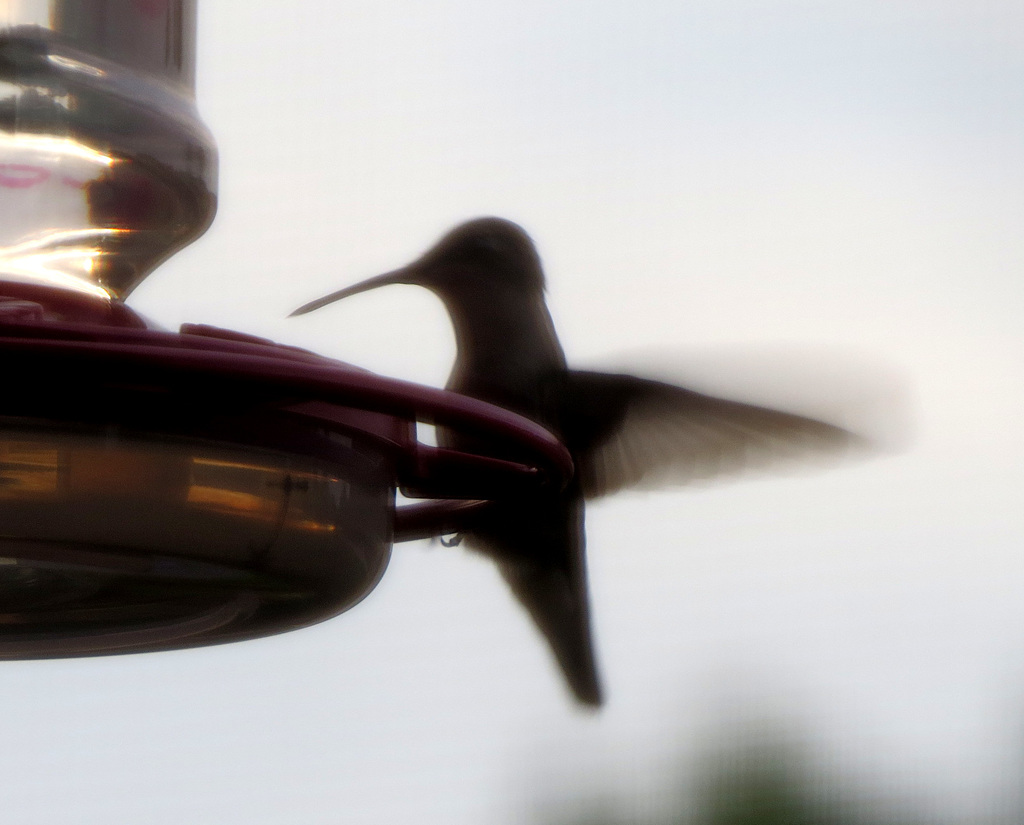 A new visitor, a female hummingbird