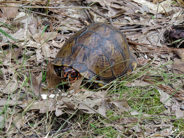 Eastern box turtle in its native habitat