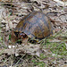 Eastern box turtle in its native habitat
