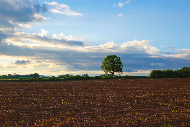 Evening over the fields