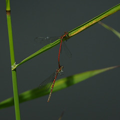 Pyrrhosoma nymphula