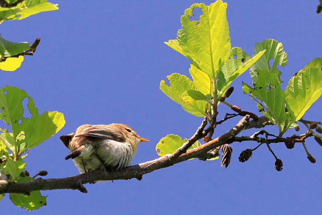 EOS 90D Peter Harriman 11 35 13 08876 chiffchaff dpp